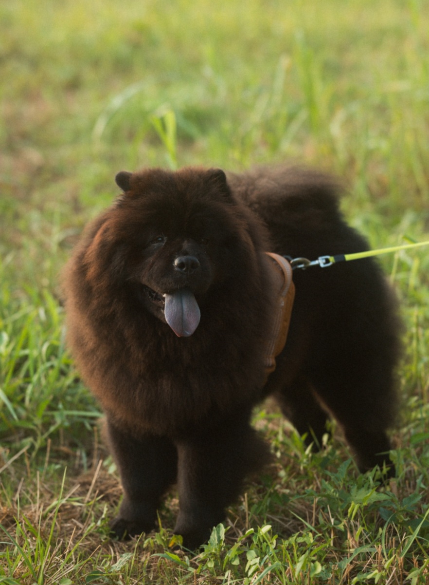 Kyrie, the family’s black Chow Chow, outside in the grass